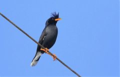 Great Myna